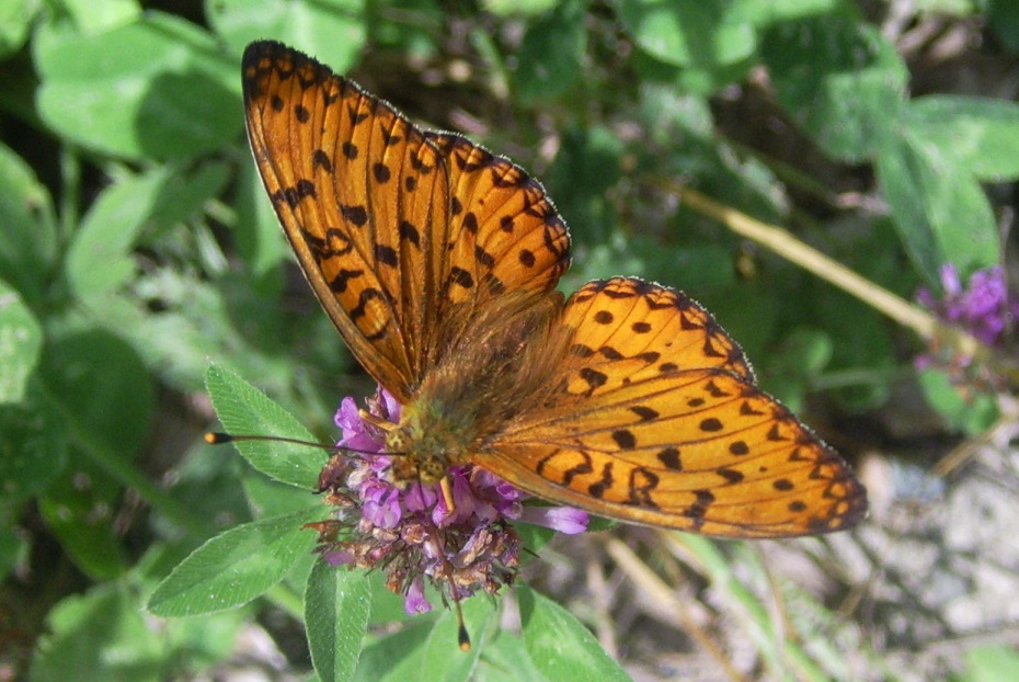 Farfalla da ID: Boloria sp.?